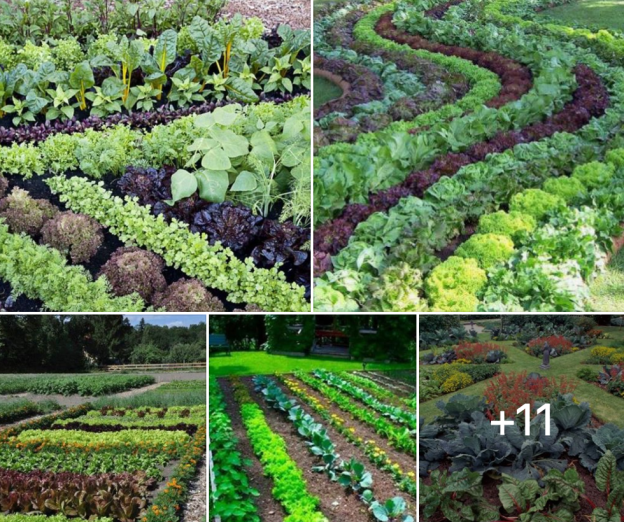 Off Grid Living - How to Plant and Raise the Best Backyard Garden for Your Off Grid Shed, Cabin or Home