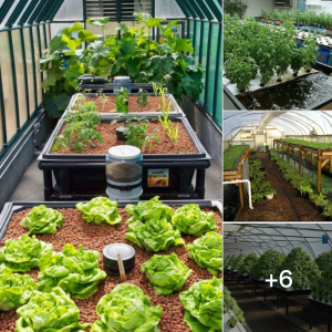 Off Grid Living - How to Build a Greenhouse to Support an Off Grid Aquaponic Garden and Fish Farm Off Grid Living - How to Build a Greenhouse to Support an Off Grid Aquaponic Garden and Fish Farm