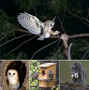 Off Grid Living - How to Attract Owls for Pests and Rodent Control Off Grid Living - How to Attract Owls for Pests and Rodent Control