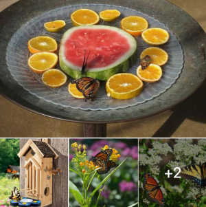 Off Grid Living - How to Build Feeders, Flowers and Houses that Will Attract Butterflies Off Grid Living - How to Build Feeders, Flowers and Houses that Will Attract Butterflies