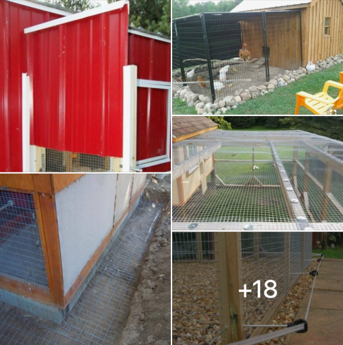 Off Grid Living - How to Build a Predator Proof Chicken Coop to Protect Against Foxes, Skunks, Opossums and Raccoons