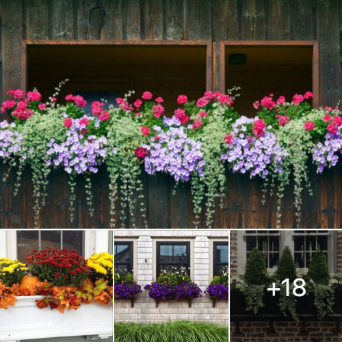 Off Grid Living - How to Plant Flowers in a Window Box to Brighten Your Daily View