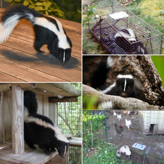 Off Grid Living - How to Get Rid of Skunks and Discourage Them from Visiting Your Off Grid Home Off Grid Living - How to Get Rid of Skunks and Discourage Them from Visiting Your Off Grid Home