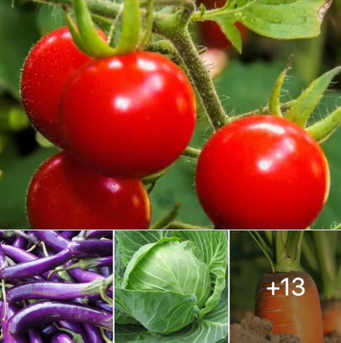 Living Off Grid - How to Plant an Off Grid Backyard Vegetable Garden Living Off Grid - How to Plant an Off Grid Backyard Vegetable Garden